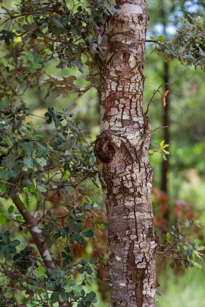 Κάθετη Λήψη Δέντρου Στο Δάσος — Φωτογραφία Αρχείου