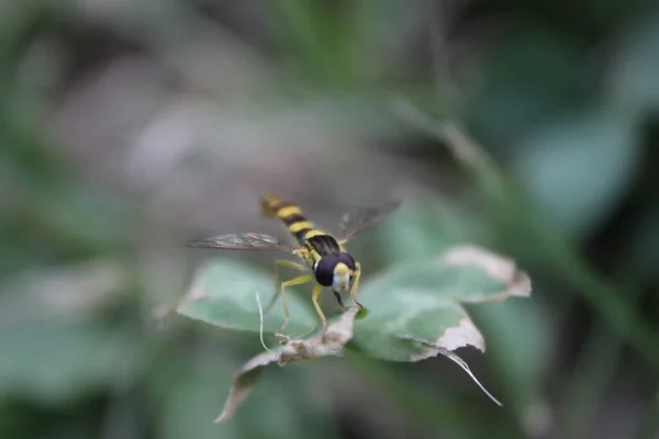 Selective Focus Shot Bumblebee — Fotografia de Stock
