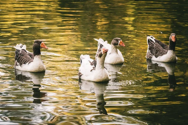 Beautiful View Ducks Floating Lake — Stock Photo, Image