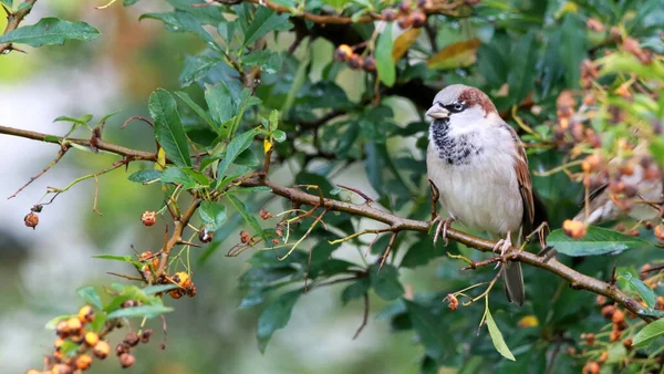 Een Close Opname Van Een Klein Huis Sparrow Neergestreken Een — Stockfoto