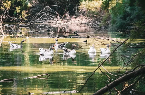 湖に浮かぶアヒルの美しい景色 — ストック写真