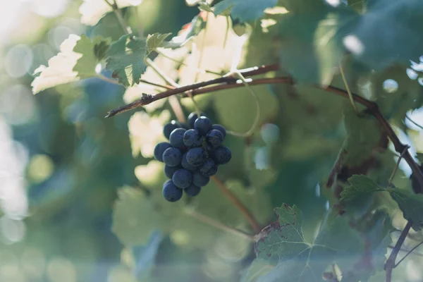 Enfoque Superficial Una Rama Uvas Negras Con Fondo Bokeh — Foto de Stock