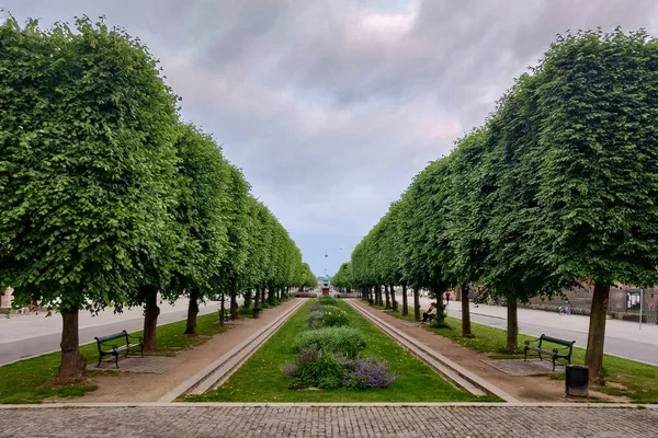 Uma Bela Vista Caminho Entre Árvores Verdes Nas Laterais Contra — Fotografia de Stock