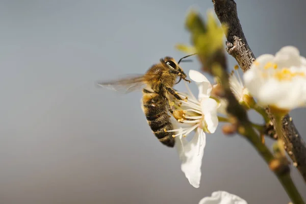 Makro Včely Větvi Kvetoucího Stromu — Stock fotografie