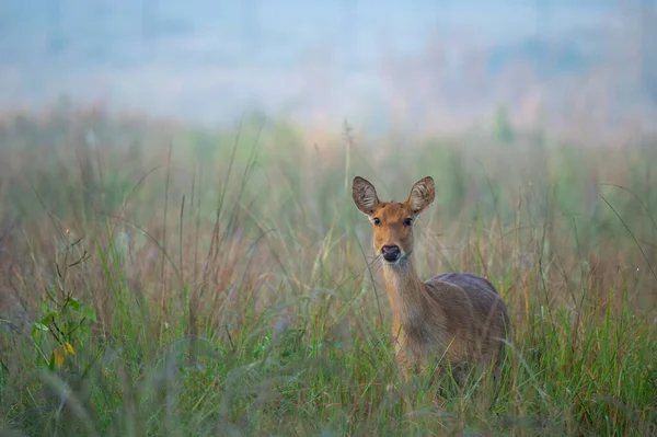 Scenic View Deer Field Blurred Background — Stockfoto