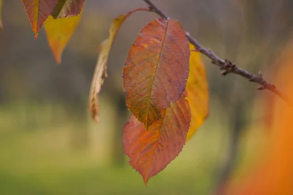 Selective Focus Shot Branch Colorful Autumnal Leaves — Fotografia de Stock