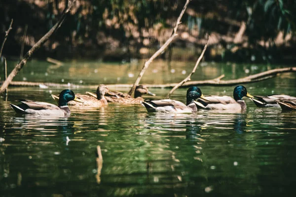 Piękny Widok Kaczek Pływających Jeziorze — Zdjęcie stockowe