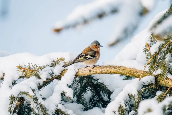 Closeup Shot Bird Branch Tree Snowy Forest — Stockfoto