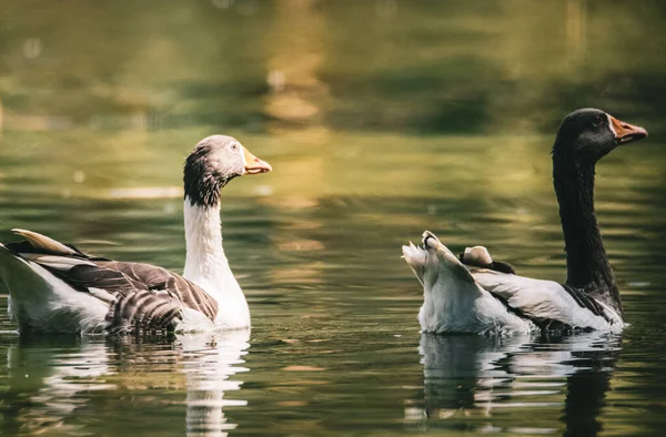 Piękny Widok Kaczek Pływających Jeziorze — Zdjęcie stockowe