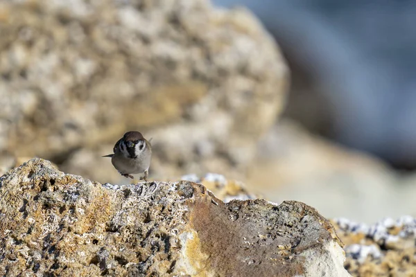 Closeup Shot Adorable Eurasian Tree Sparrow Perched Rock — Stock Photo, Image