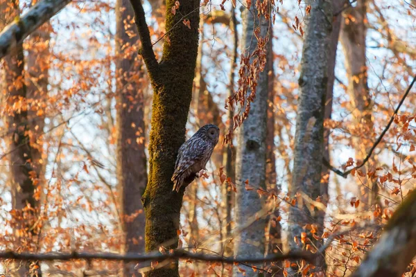 Sonbaharda Yosunlu Ağaçta Bir Baykuş — Stok fotoğraf