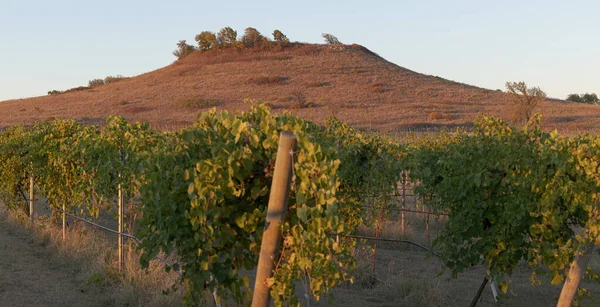 Paisaje Viñedo Uva Vino Kansas Rural Atardecer — Foto de Stock