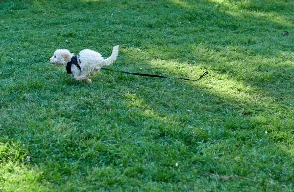 Simpatico Barboncino Bianco Che Corre Parco — Foto Stock