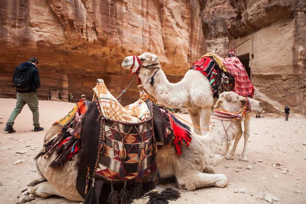 Two Camels Desert Petra Jordan — Stockfoto