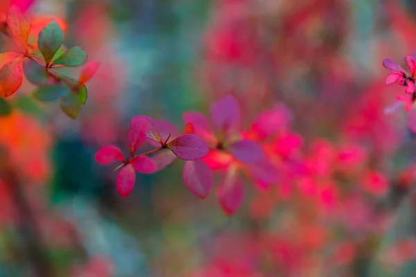 Selective Red Leaves Branch — Stockfoto