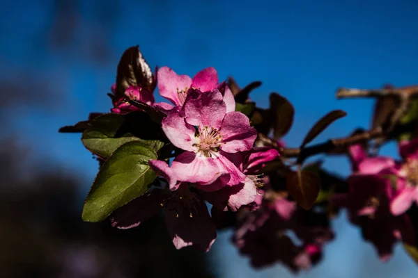 Selektivní Zaostření Záběr Krásné Růžové Jablko Kvete Denního Světla — Stock fotografie