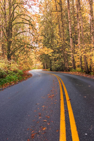 Vertical Shot Empty Road Surrounded Forest Autumn Day — Fotografia de Stock
