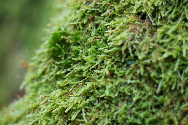 Foyer Peu Profond Mousse Verte Avec Goutte Rosée Dans Fond — Photo