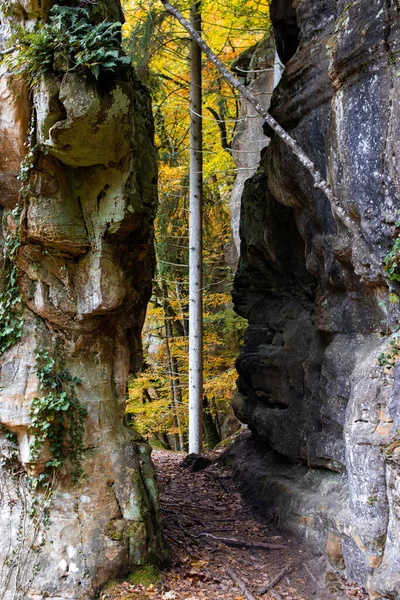 Une Belle Vue Verticale Des Arbres Automne Avec Des Feuilles — Photo