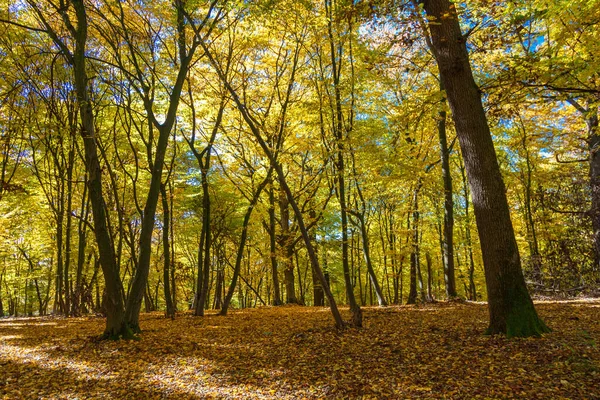 Sonbahar Parkındaki Renkli Ağaçların Manzarası — Stok fotoğraf