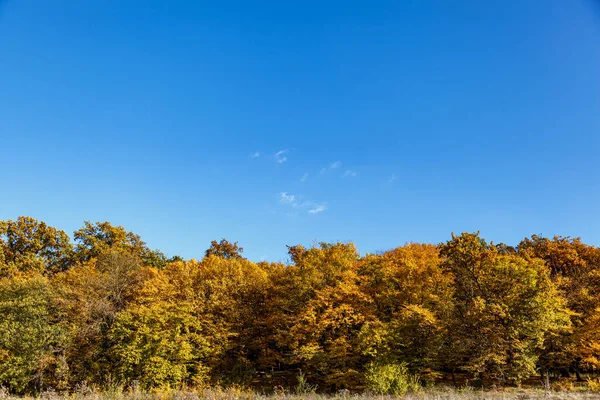 Gęsty Las Przeciwko Błękitnemu Niebu — Zdjęcie stockowe
