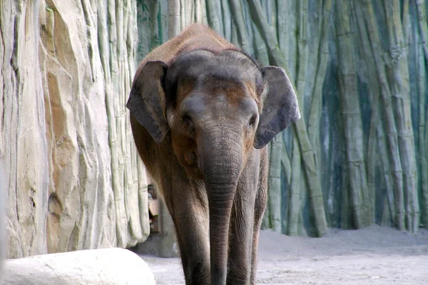 Uma Bela Foto Elefante Seu Habitat — Fotografia de Stock