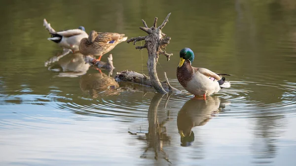 Tři Kachny Jezeře Odrážející Nebe Parku Během Dne — Stock fotografie