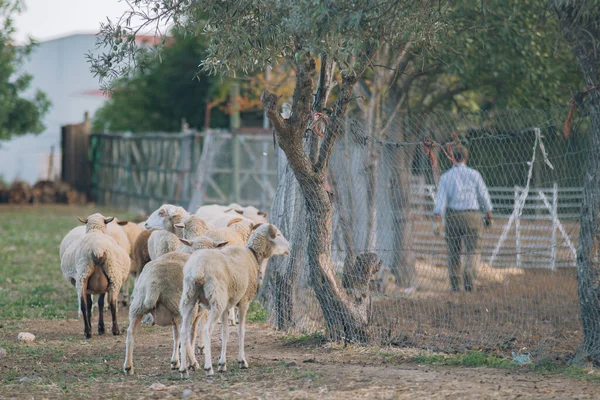 Eine Schafherde Einem Bauernhof Umgeben Von Verzinkten Zäunen — Stockfoto