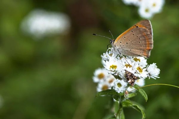 Gros Plan Papillon Sur Quelques Fleurs Dans Jardin Pendant Journée — Photo