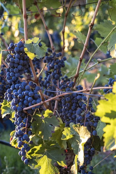 Los Racimos Uvas Orgánicas Maduras Frescas Con Hojas Los Viñedos — Foto de Stock