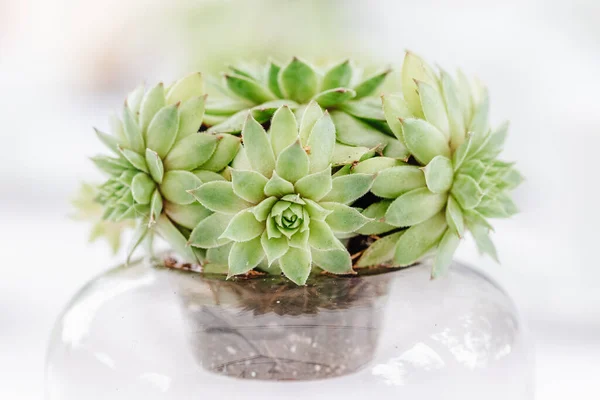 Primer Plano Una Planta Fantasma Jarrón Vidrio — Foto de Stock