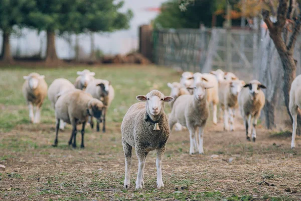 Ένα Χαριτωμένο Πρόβατο Ένα Κουδούνι Ένα Αγρόκτημα Υπόβαθρο Του Κοπαδιού — Φωτογραφία Αρχείου