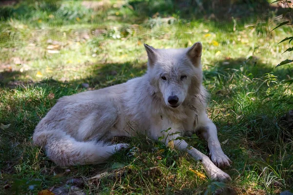 Tundra Wolf Resting Green Grass — Fotografia de Stock