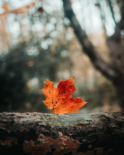 Breathtaking Shot Orange Leaf Forest Day — Stockfoto