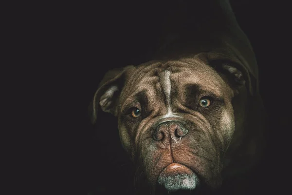 Fransız Bir Mastiff Köpeğinin Karanlık Arka Plandaki Yakın Çekimi — Stok fotoğraf