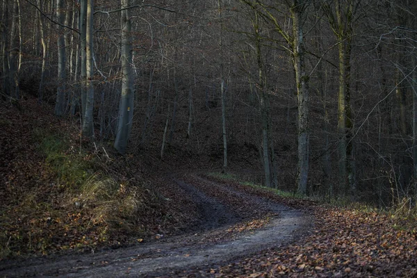 Sonbaharda Ormanda Çakıllı Bir Yol — Stok fotoğraf