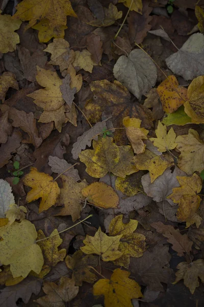 Vertical Shot Dried Fallen Autumn Leaves — Stockfoto