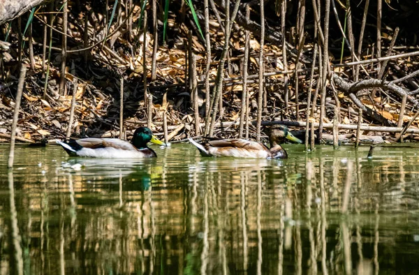 Une Belle Vue Sur Les Canards Flottant Dans Lac — Photo