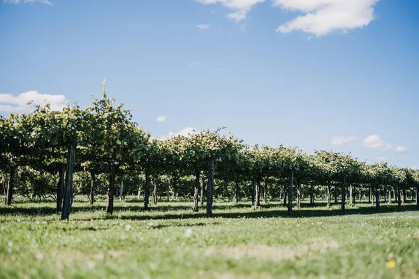 Beautiful View Vineyard Sunny Day — Foto Stock