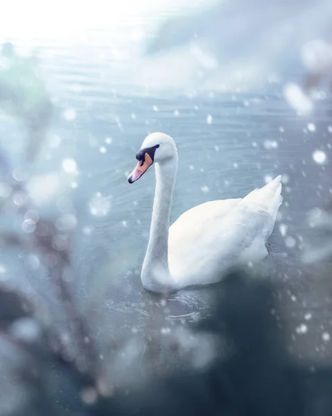 Tiro Vertical Cisne Branco Nadando Pacificamente Lago — Fotografia de Stock