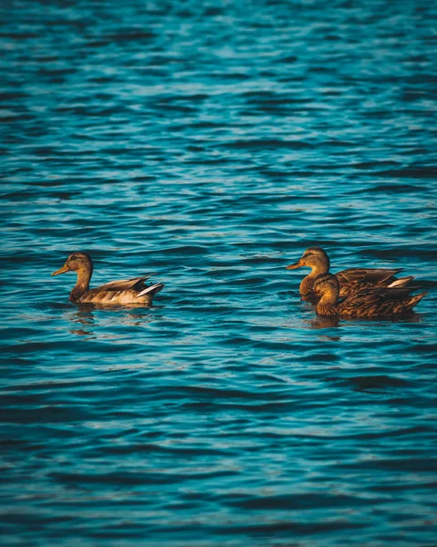 Groupe Canards Dans Lac Dans Parc Pendant Journée — Photo