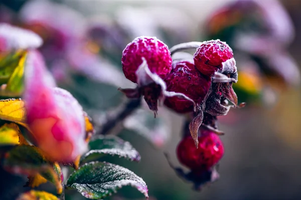 Selective Focus Shot Raspberries Fresh Frost — 图库照片
