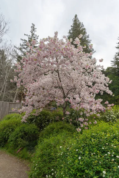 日中は森の中でピンク色の小さな花でいっぱいの木の垂直ショット — ストック写真