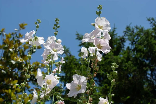 Selective White Mallow Flowers Garden — Stock Photo, Image