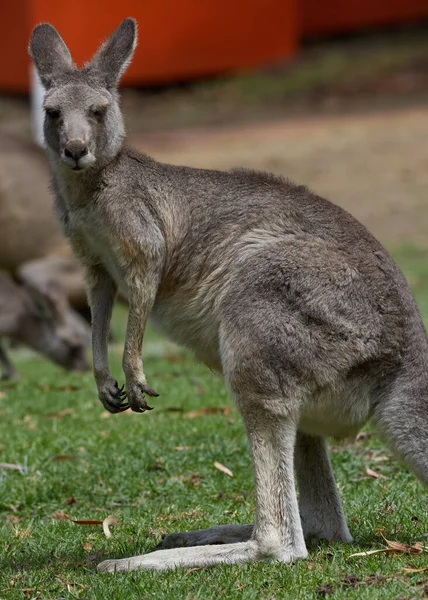 Vertical Shot Kangaroo Grampians National Park Australia — Stockfoto