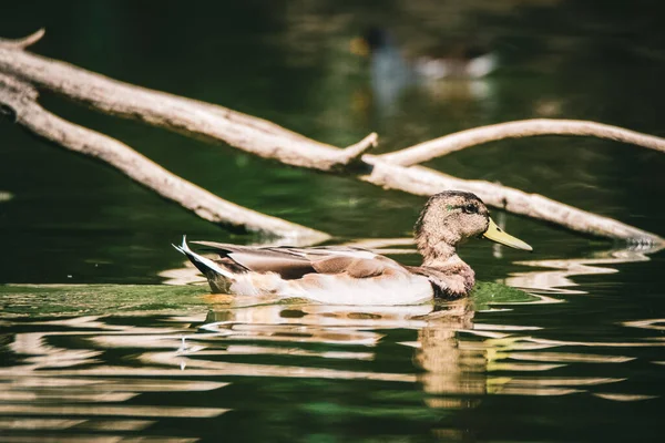 湖中漂浮着一只鸭子的美丽景色 — 图库照片