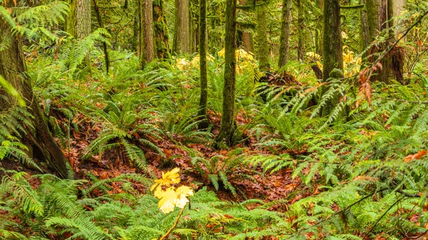 Зеленый Лес Водопаде Брадал Вейл Чиллиуак Канада — стоковое фото