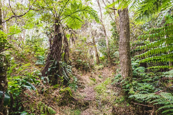 View Rainforest Tropical Trees Reunion National Park France — Foto Stock