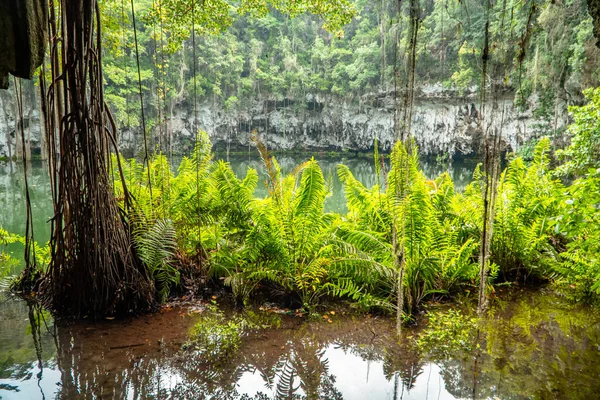 Hermoso Plano Pantano Río Rodeado Plantas Selva —  Fotos de Stock