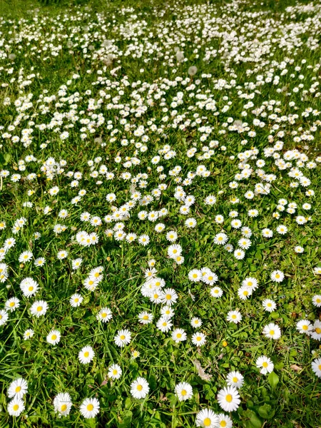 Beautiful Scene Daisies Field Blooming Meadow Sunny Day — Stockfoto